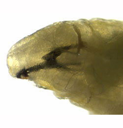 Trypeta zoe larva,  anterior,  lateral